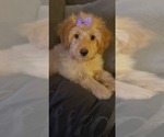 Small Photo #1 Aussiedoodle Miniature  Puppy For Sale in OTTAWA, OH, USA
