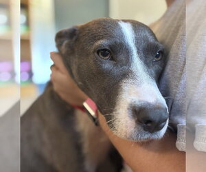 Salem - Female Mutt Dog for Adoption - Photo #3