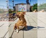 Small #3 Chihuahua Mix