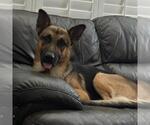 Small #1 German Shepherd Dog Mix