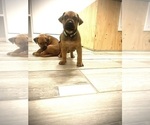 Small #2 Rhodesian Ridgeback