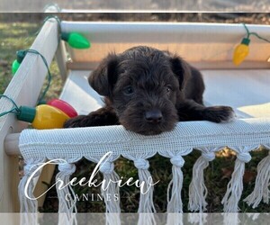 Medium Schnauzer (Miniature)