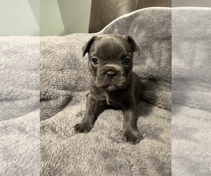 French Bulldog Puppy for sale in THORNTON, CO, USA