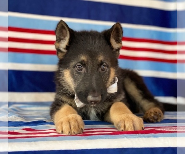 Medium Photo #5 German Shepherd Dog Puppy For Sale in CHRISTIANA, PA, USA