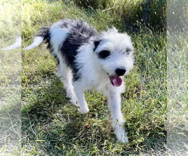 Medium Photo #3 Mutt Puppy For Sale in Estherville, IA, USA