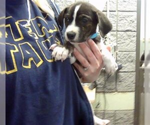 Greater Swiss Mountain Dog-Unknown Mix Dogs for adoption in Tulsa, OK, USA