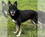 Small #3 German Shepherd Dog