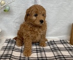 Puppy 2 Goldendoodle (Miniature)