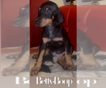 Small #8 Doberman Pinscher