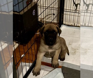 Mastiff Puppy for Sale in OPELOUSAS, Louisiana USA