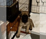 Small Photo #1 Mastiff Puppy For Sale in OPELOUSAS, LA, USA