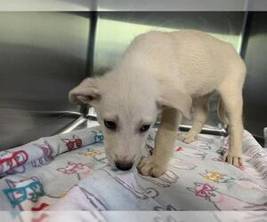 Labrador Retriever-Unknown Mix Dogs for adoption in Grand Prairie, TX, USA