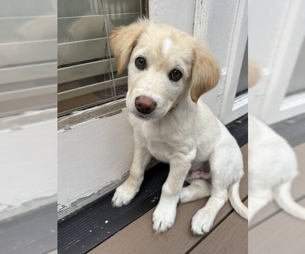 Medium Photo #2 Mutt Puppy For Sale in Sandy, UT, USA