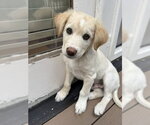 Small Photo #2 Mutt Puppy For Sale in Sandy, UT, USA