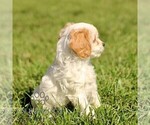 Small #2 Cavapoo