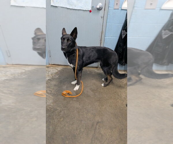 Medium Photo #3 Mutt Puppy For Sale in Evansville, IN, USA