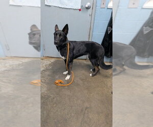 Sloane - Female Mutt Dog for Adoption - Photo #3