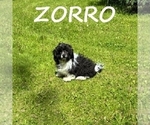Small #3 Shih-Poo