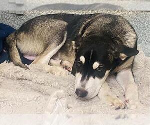 German Shepherd Dog-Unknown Mix Dogs for adoption in Orange, CA, USA