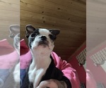 Small Photo #19 Boston Terrier Puppy For Sale in ROUND LAKE, IL, USA