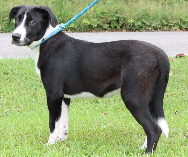 Medium Photo #2 Mutt Puppy For Sale in Prattville, AL, USA