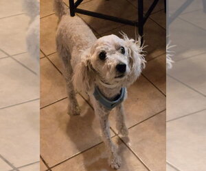 Poodle (Miniature) Dogs for adoption in San Antonio, TX, USA