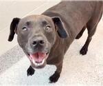 Small #1 Labrador Retriever