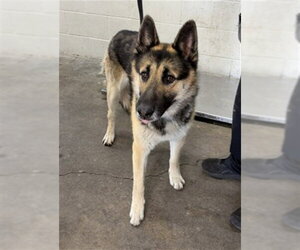 German Shepherd Dog Dogs for adoption in San Bernardino, CA, USA