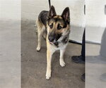 Small German Shepherd Dog