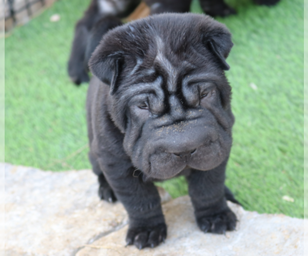 Medium Photo #3 Chinese Shar-Pei Puppy For Sale in MOHAVE VALLEY, AZ, USA