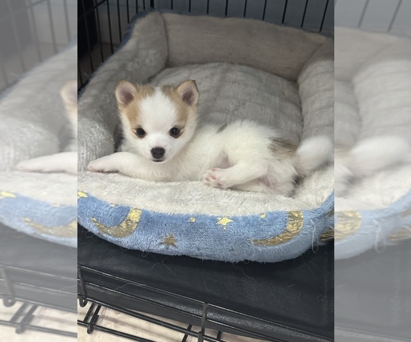 Medium Photo #1 Pomsky Puppy For Sale in GREENACRES, FL, USA