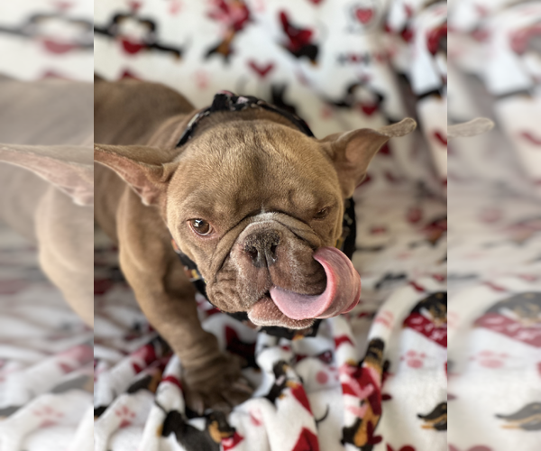Medium Photo #5 French Bulldog Puppy For Sale in Weston, FL, USA