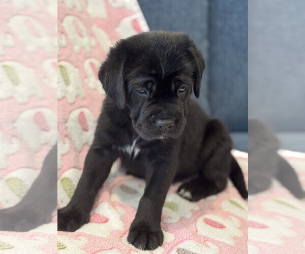 Medium Photo #7 Labrador Retriever-Unknown Mix Puppy For Sale in San Diego, CA, USA
