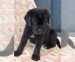 Small Photo #7 Labrador Retriever-Unknown Mix Puppy For Sale in San Diego, CA, USA