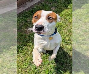 Mutt Dogs for adoption in Plano, TX, USA