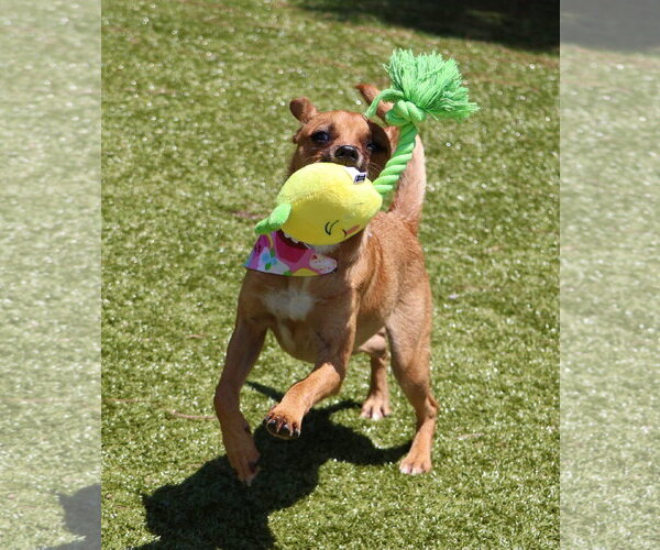 Medium Photo #2 Chihuahua-Unknown Mix Puppy For Sale in Rockaway, NJ, USA