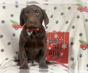 Labrador Retriever Puppy for sale in CEDAR LANE, PA, USA