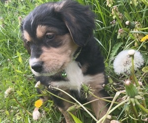 Aussiedoodle-Australian Shepherd Mix Puppy for sale in RAYLAND, OH, USA