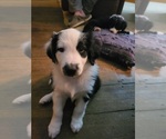 Small Photo #4 English Shepherd Puppy For Sale in NEW CASTLE, IN, USA
