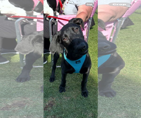 Medium Photo #4 Great Dane-Labrador Retriever Mix Puppy For Sale in Lake Elsinore, CA, USA