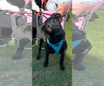 Small #3 Great Dane-Labrador Retriever Mix