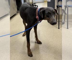 Doberman Pinscher-Unknown Mix Dogs for adoption in Grand Prairie, TX, USA