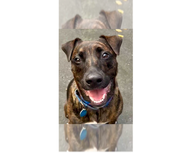 Medium Photo #1 Labrador Retriever-Unknown Mix Puppy For Sale in Greenbelt, MD, USA