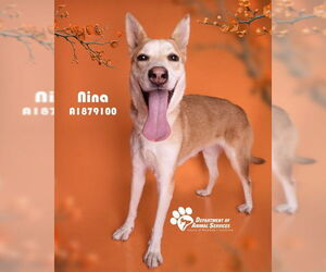 Siberian Husky-Unknown Mix Dogs for adoption in Riverside, CA, USA
