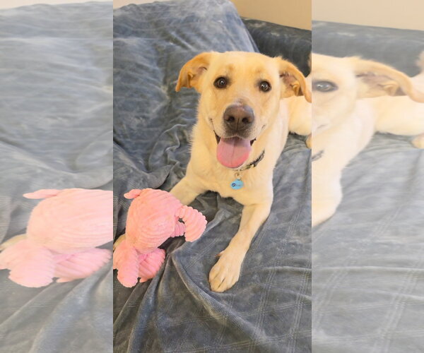 Medium Photo #2 Mutt Puppy For Sale in Rockaway, NJ, USA