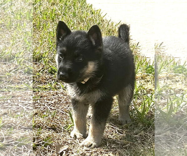 Medium Photo #3 German Shepherd Dog-Unknown Mix Puppy For Sale in The Woodlands, TX, USA