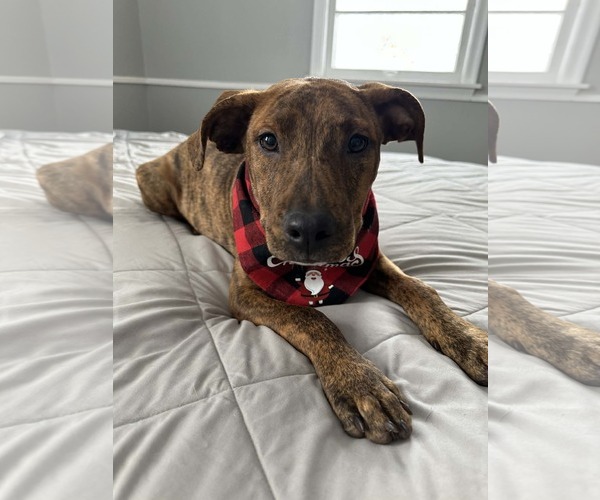 Medium Photo #3 American Pit Bull Terrier-Unknown Mix Puppy For Sale in Minneapolis, MN, USA