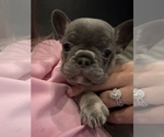Puppy Puppy 5 French Bulldog