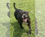 Small #1 American Pit Bull Terrier Mix