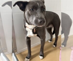 Mutt Dogs for adoption in San Bernardino, CA, USA